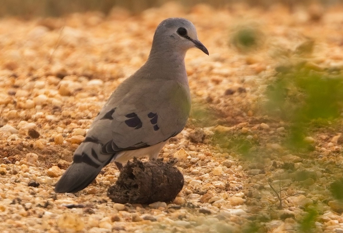 Black-billed Wood-Dove - ML621356885