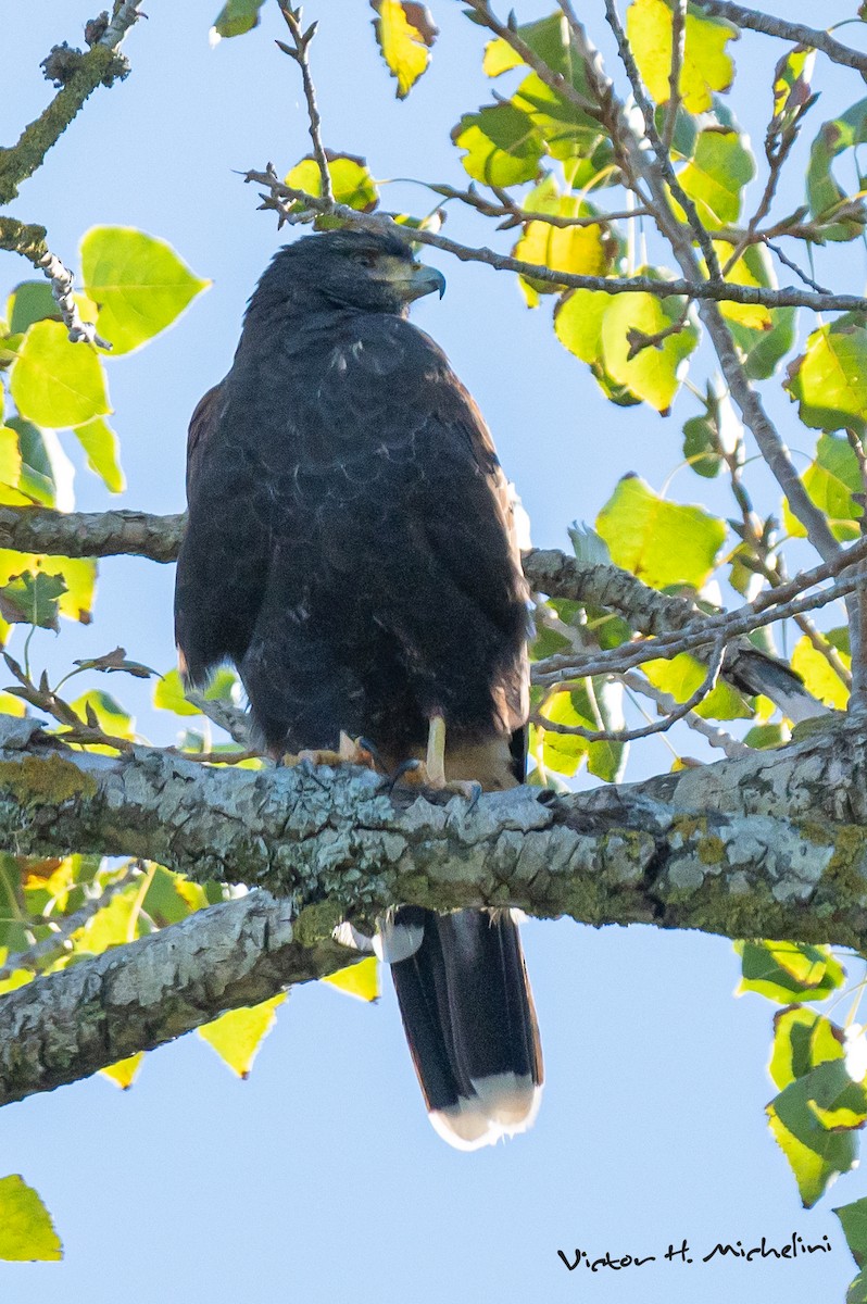 Harris's Hawk - ML621356916