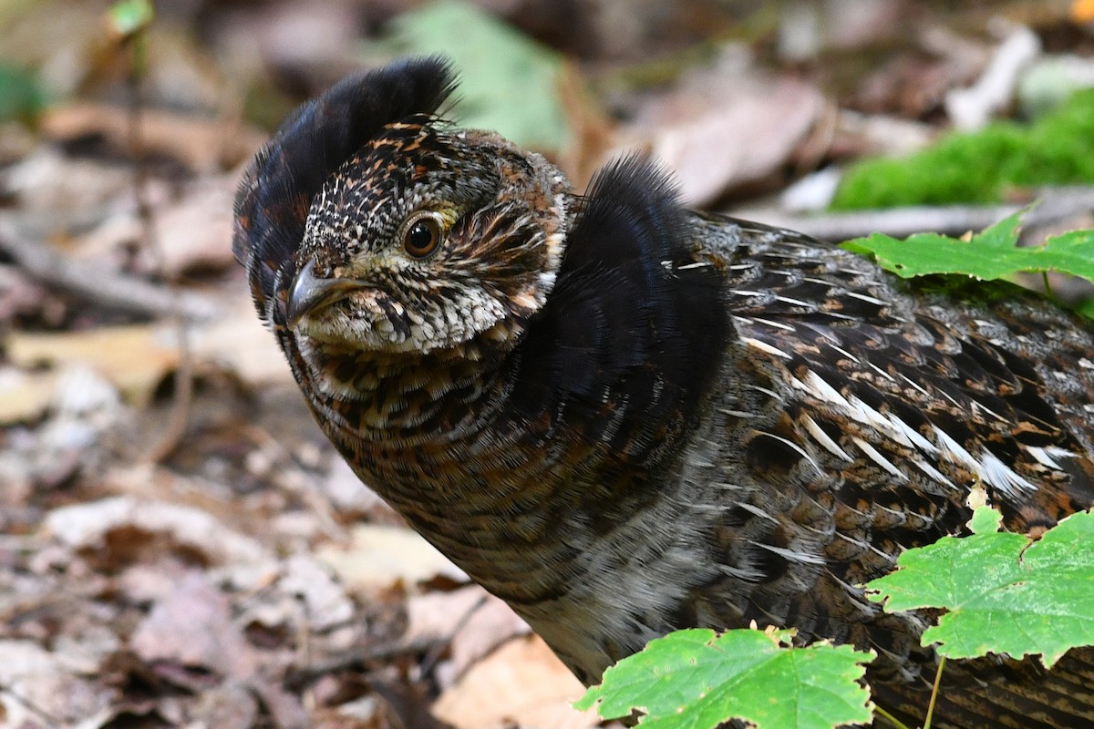 Ruffed Grouse - ML621356923