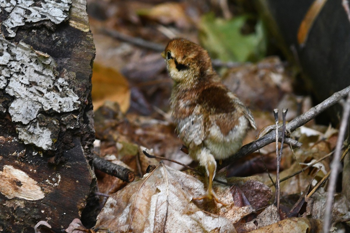 Ruffed Grouse - ML621356924
