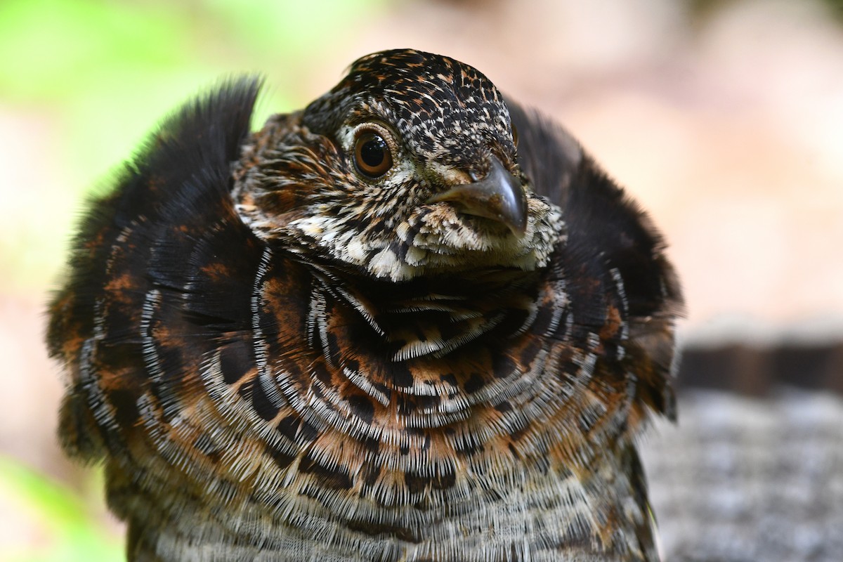 Ruffed Grouse - ML621356925