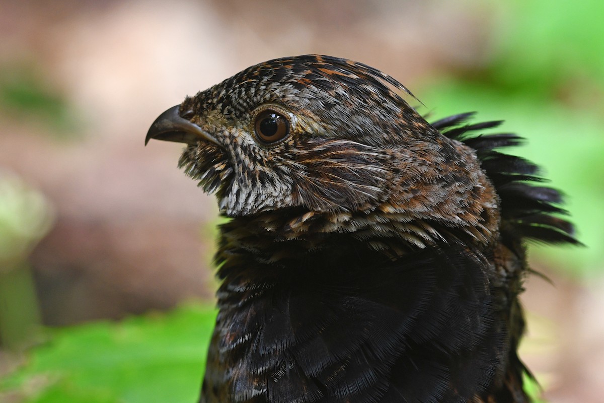 Ruffed Grouse - ML621356926