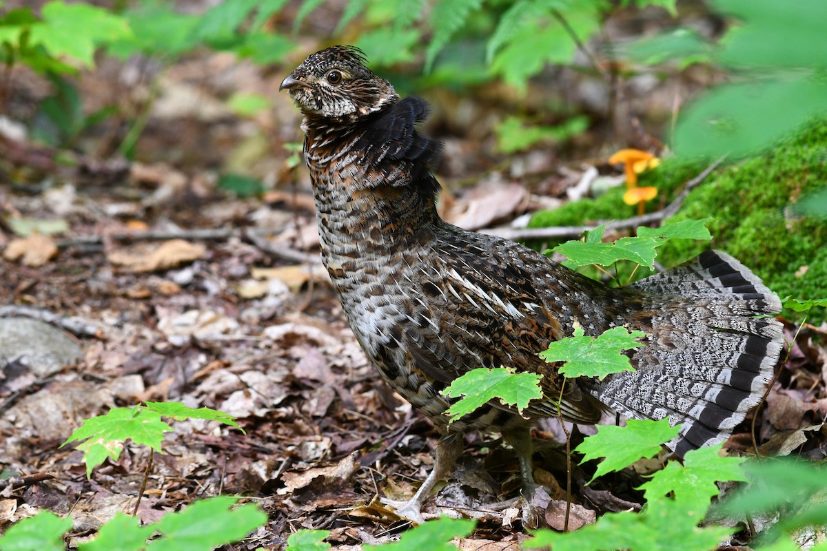 Ruffed Grouse - ML621356927