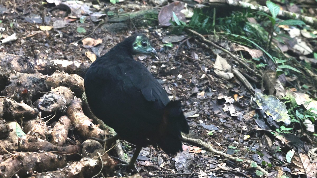 Wattled Brushturkey - Claudi Racionero