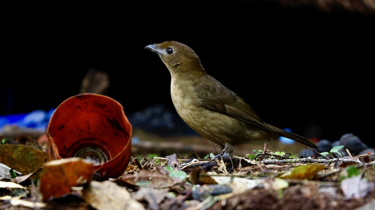 Vogelkop Bowerbird - Claudi Racionero