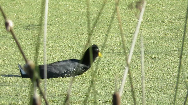 Red-fronted Coot - ML621356993