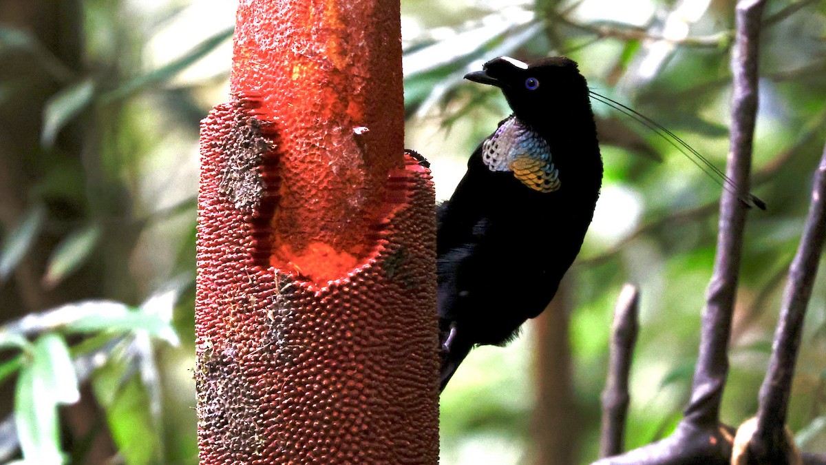 Western Parotia - Claudi Racionero