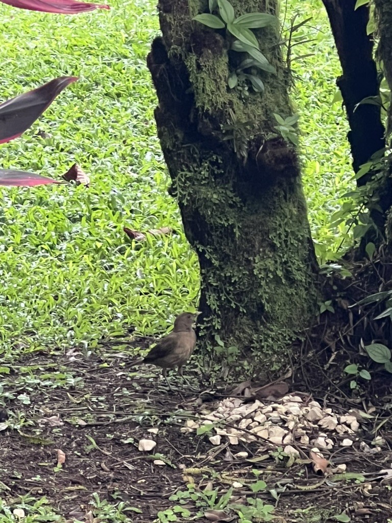 Clay-colored Thrush - Janis Robinson