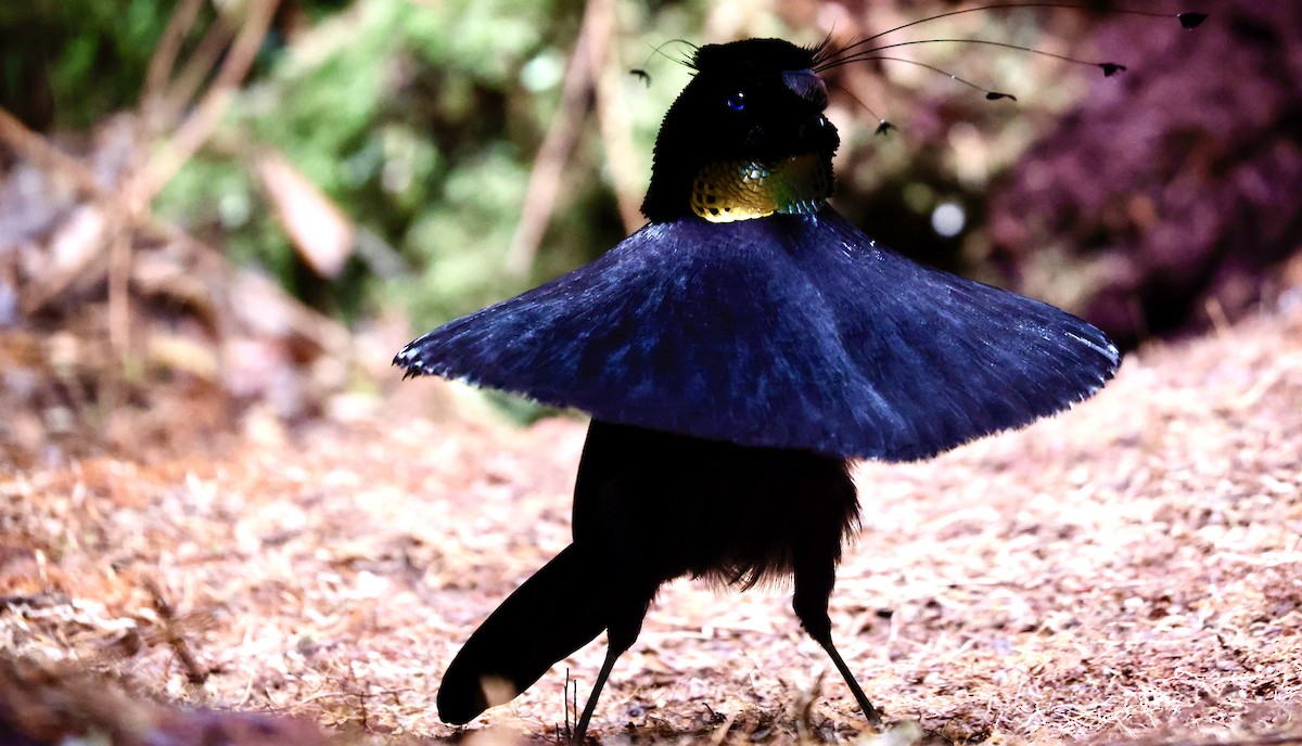 Western Parotia - Claudi Racionero