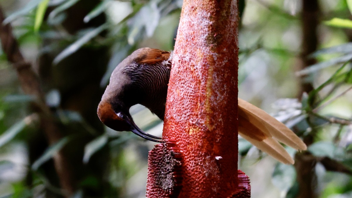 Black Sicklebill - Claudi Racionero