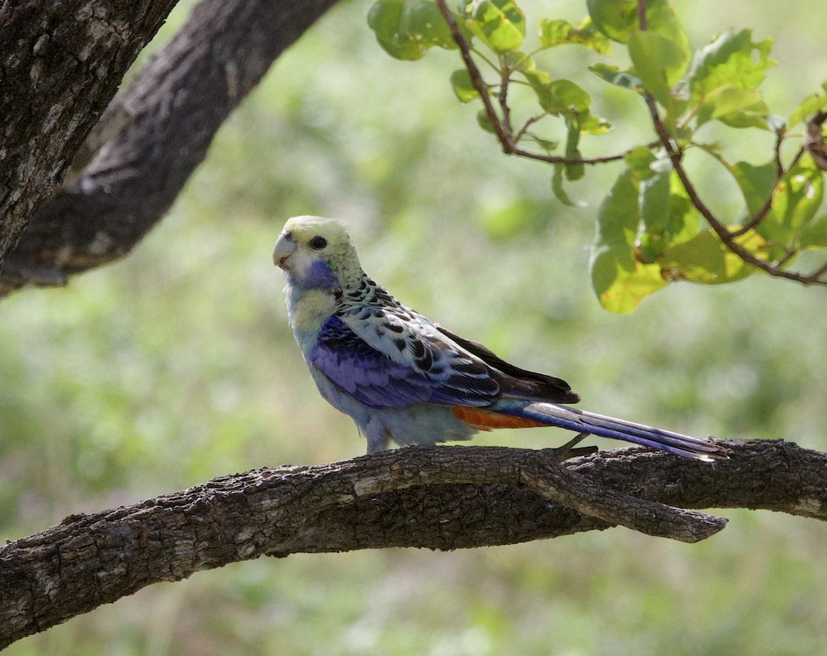 Perico Pálido - ML621357049