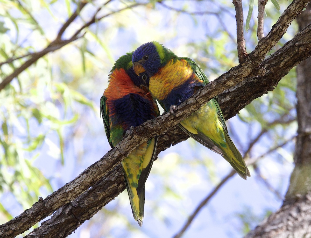 Rainbow Lorikeet - ML621357161