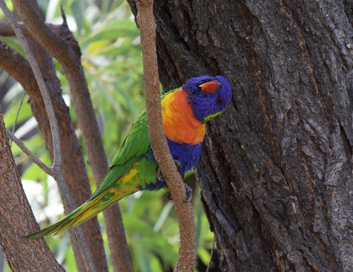 Rainbow Lorikeet - Sue Flecker