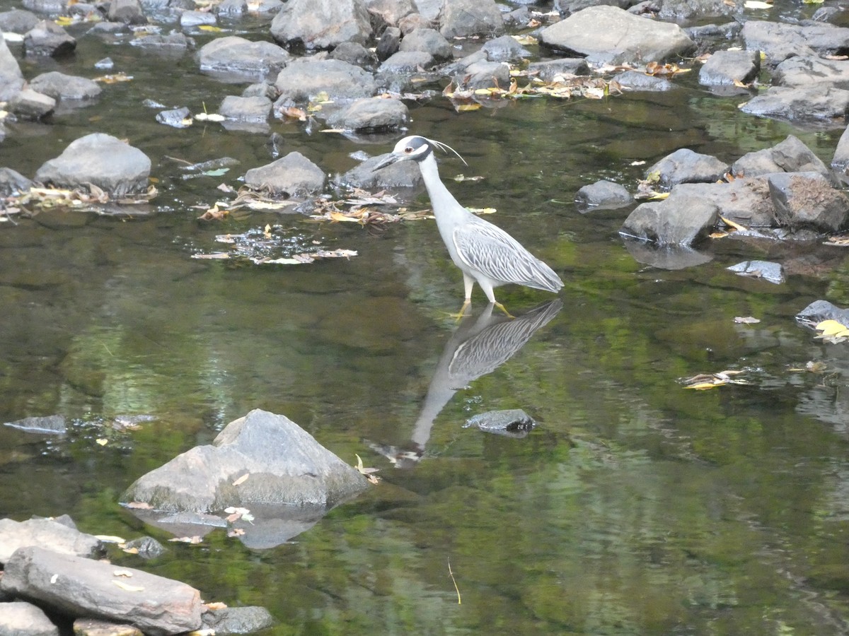 Yellow-crowned Night Heron - ML621357214