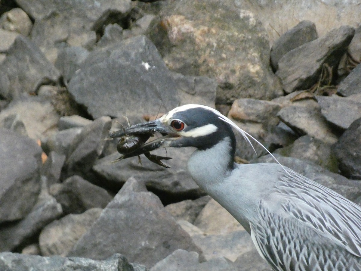 Yellow-crowned Night Heron - ML621357215