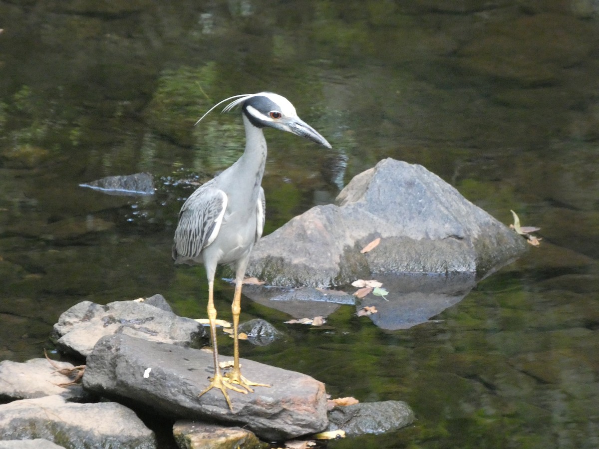 Yellow-crowned Night Heron - ML621357216