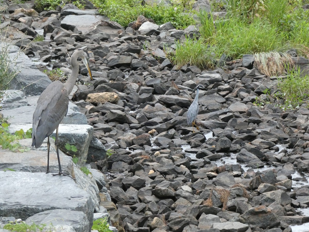 Yellow-crowned Night Heron - ML621357217