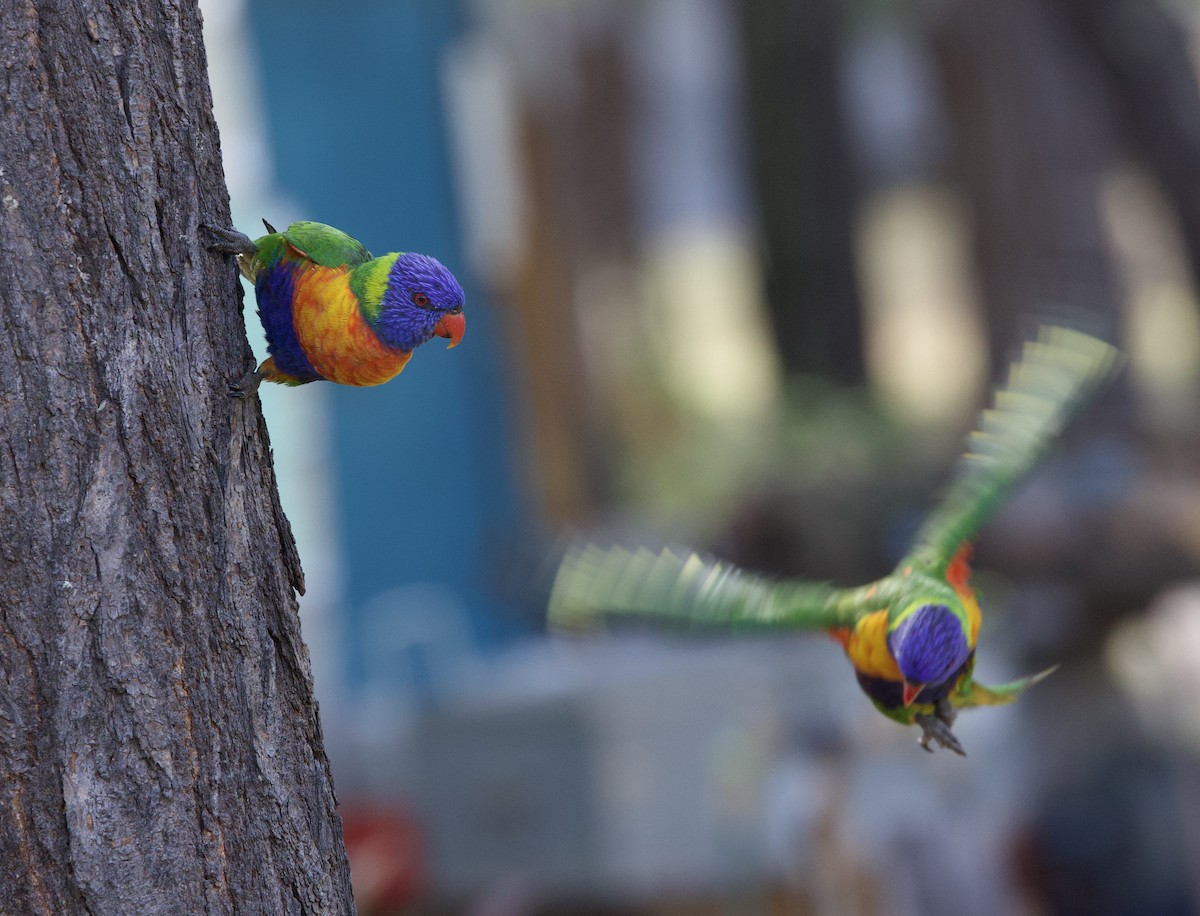 Rainbow Lorikeet - ML621357303