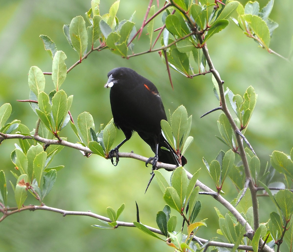 Red-winged Blackbird - ML621357341