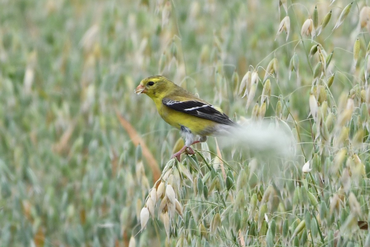 American Goldfinch - Donna Carter