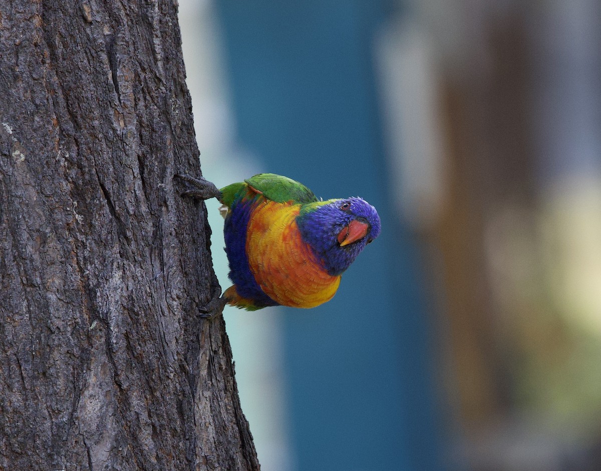 Rainbow Lorikeet - ML621357384