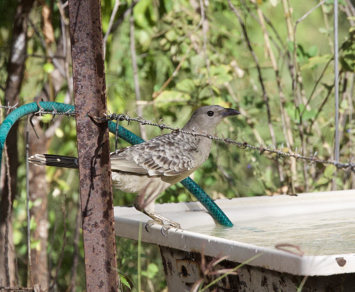 Great Bowerbird - ML621357463