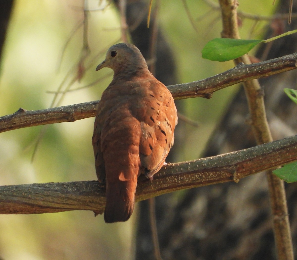 Ruddy Ground Dove - ML621357518