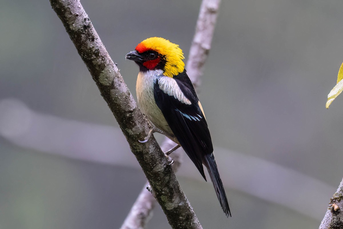 Flame-faced Tanager - ML621357551