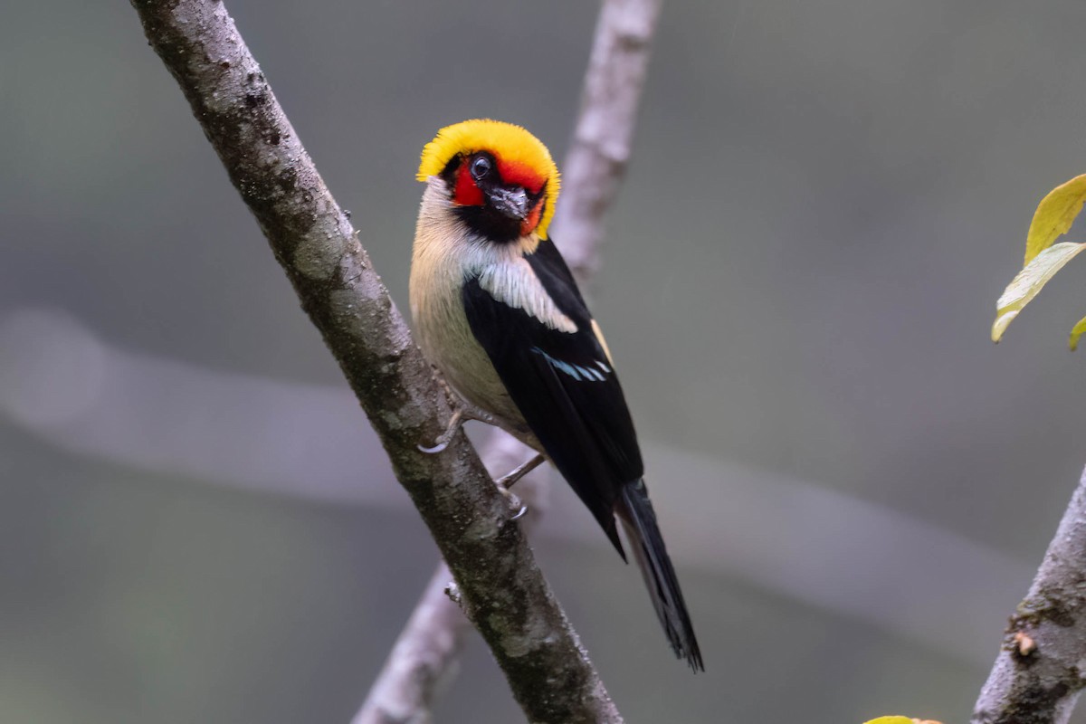 Flame-faced Tanager - ML621357552