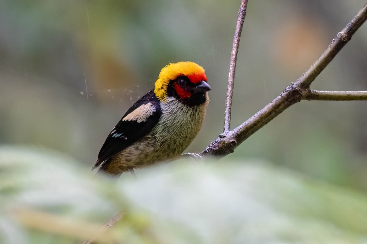Flame-faced Tanager - ML621357553