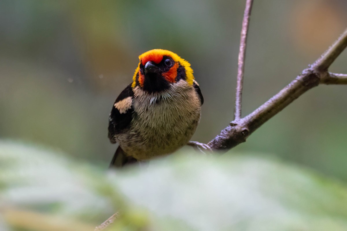Flame-faced Tanager - ML621357554