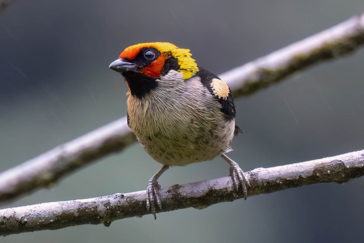 Flame-faced Tanager - ML621357555