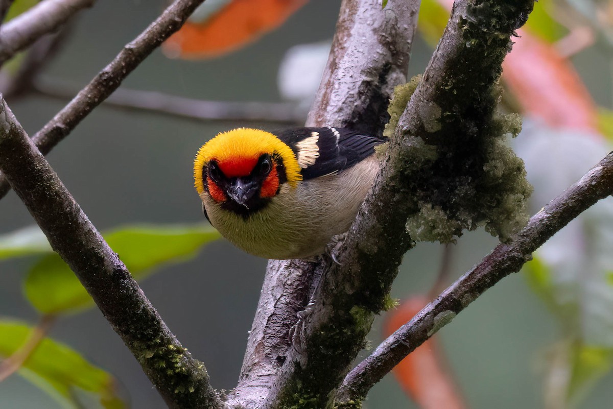 Flame-faced Tanager - ML621357559