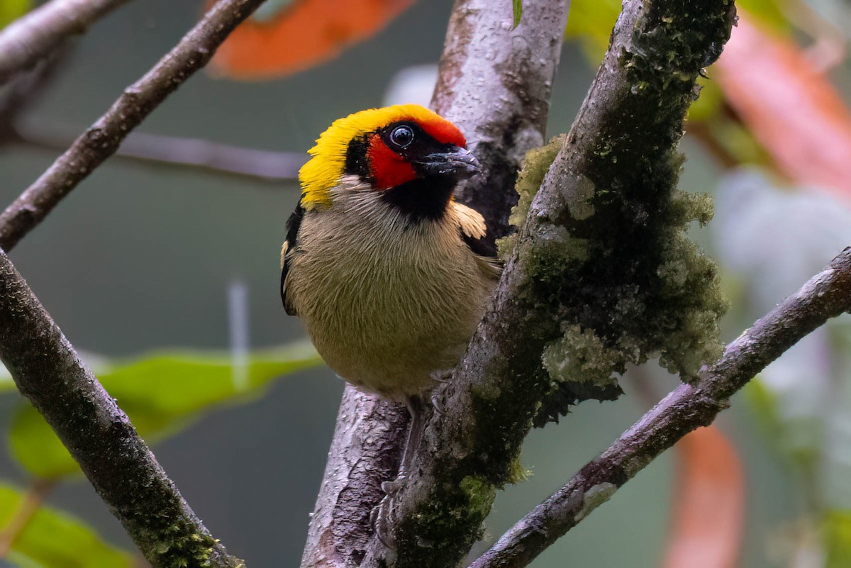 Flame-faced Tanager - ML621357561