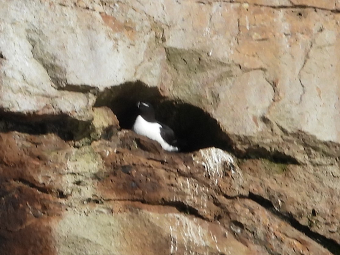 Razorbill - ML621357589