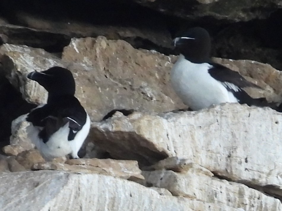 Razorbill - ML621357592