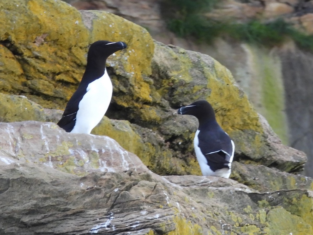 Razorbill - ML621357594