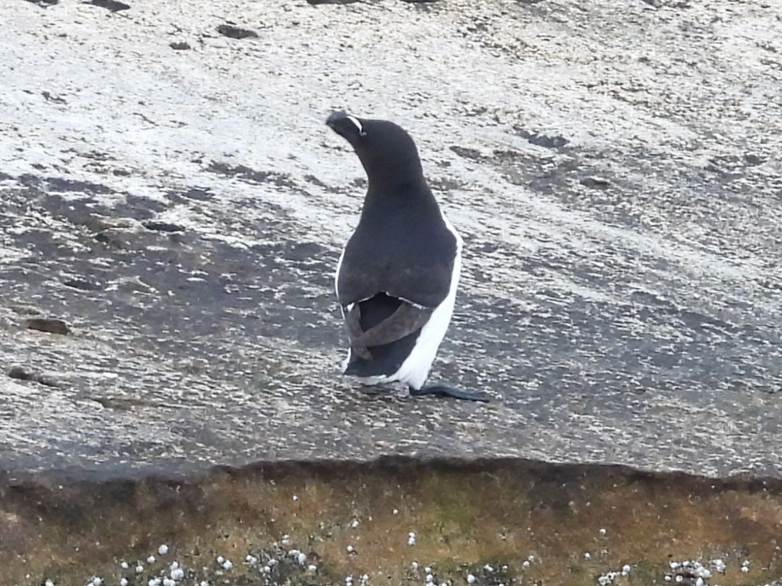 Razorbill - ML621357595