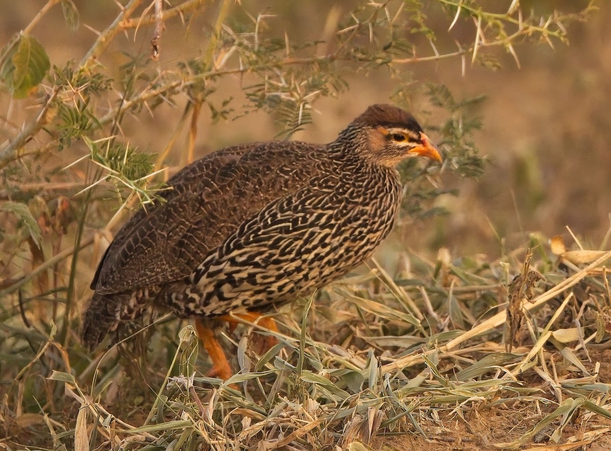 Francolin à bec jaune - ML621357612