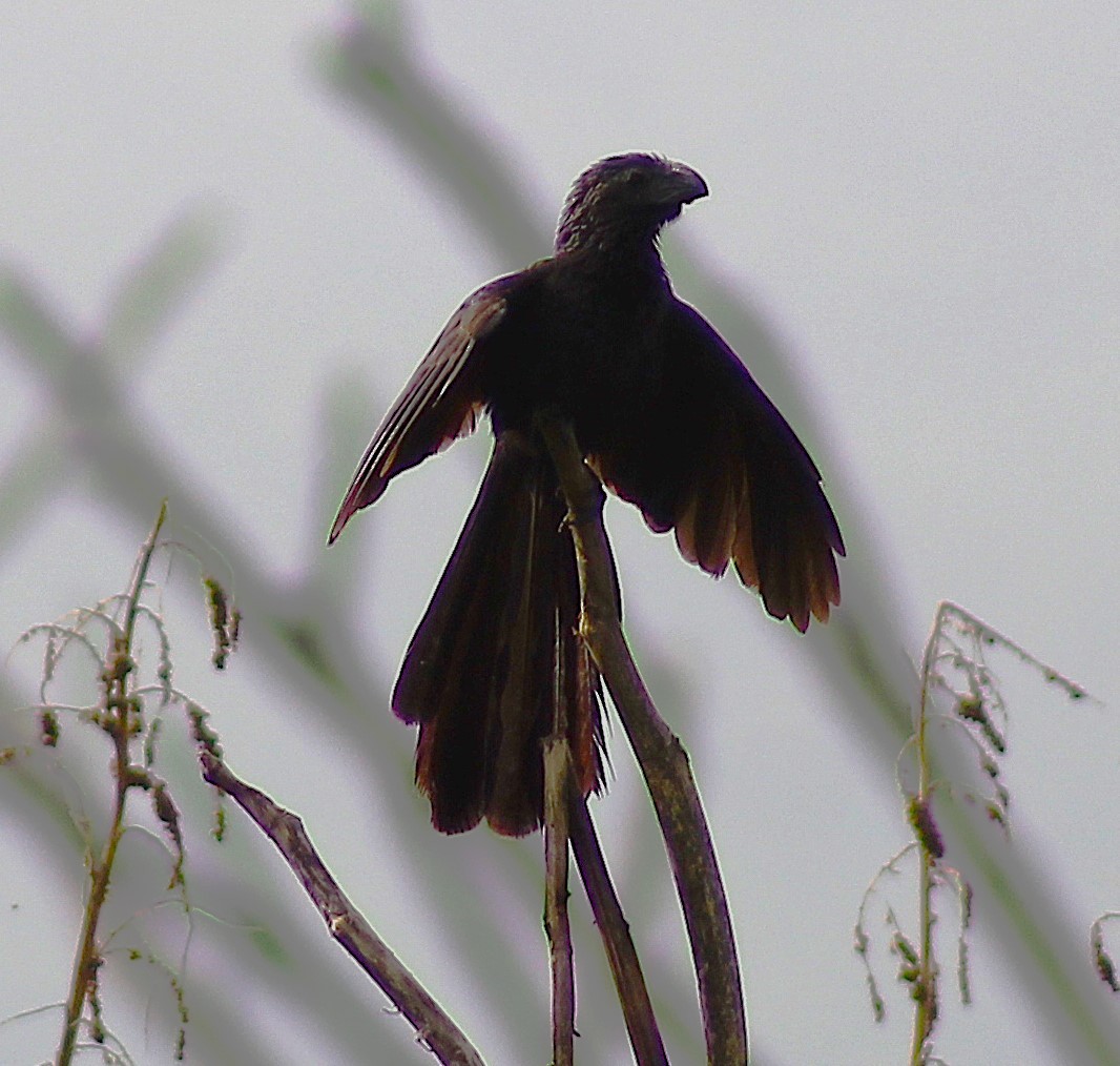 Groove-billed Ani - ML621357621