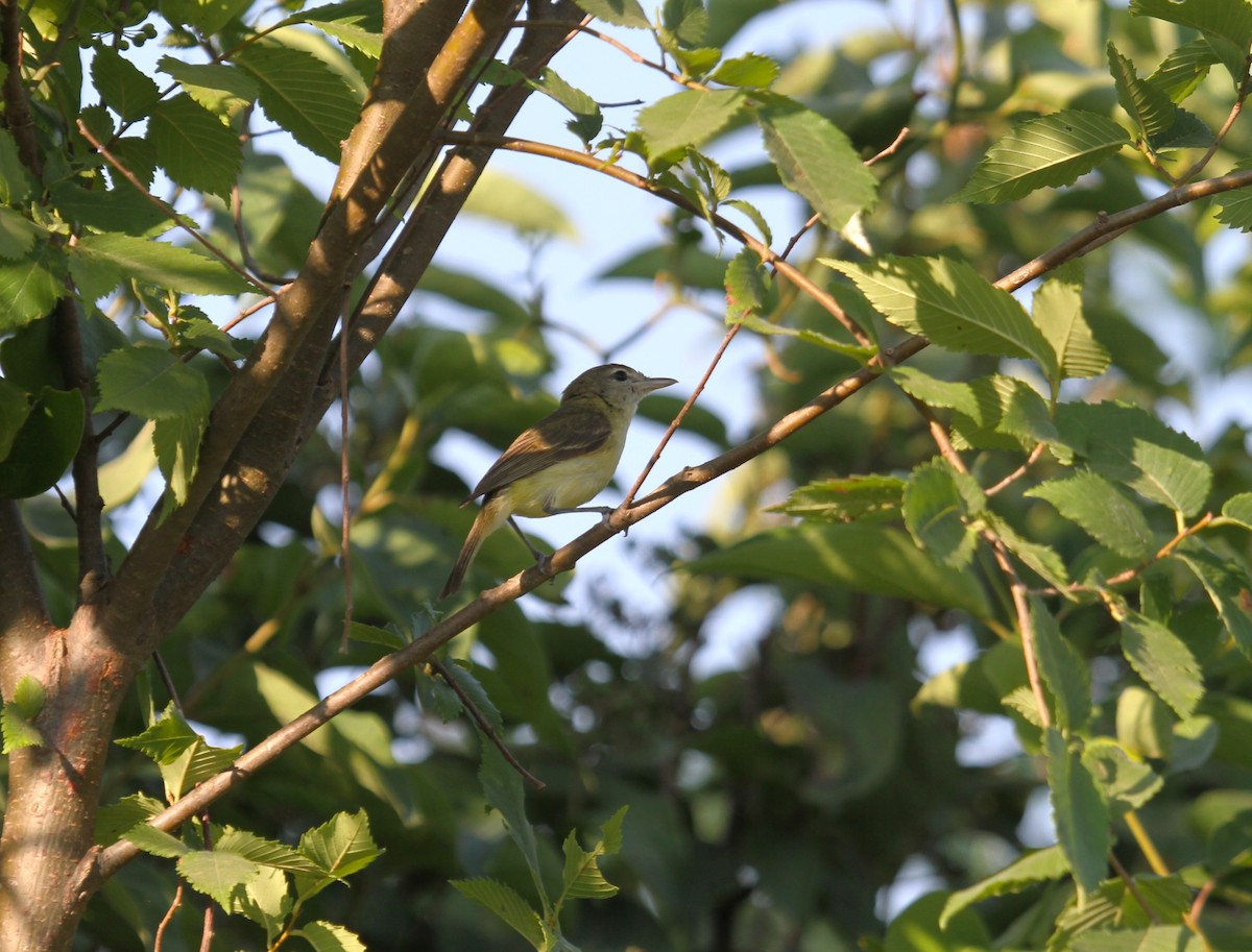 Bell's Vireo (Eastern) - Steve Glover