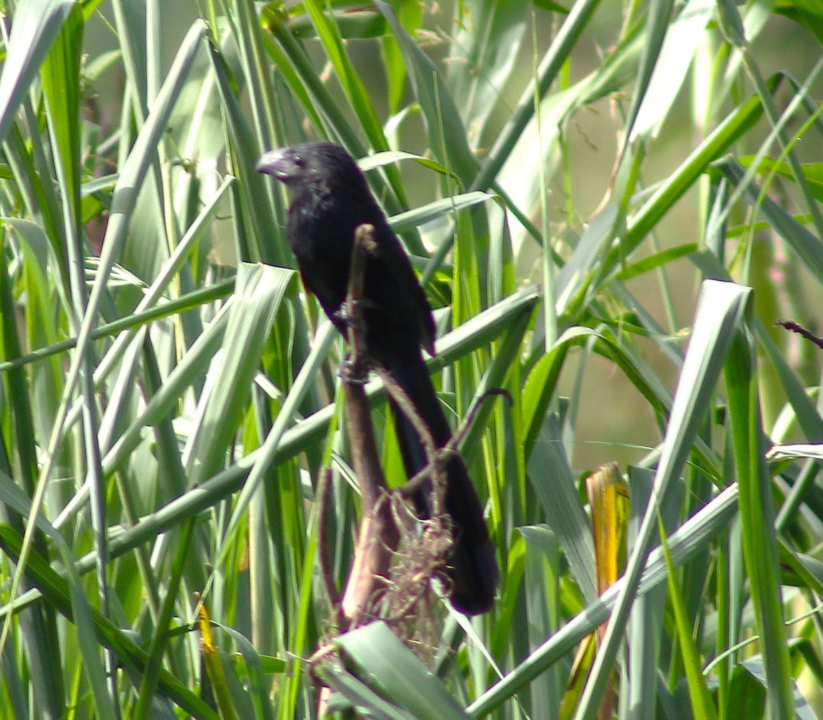 Groove-billed Ani - ML621357628