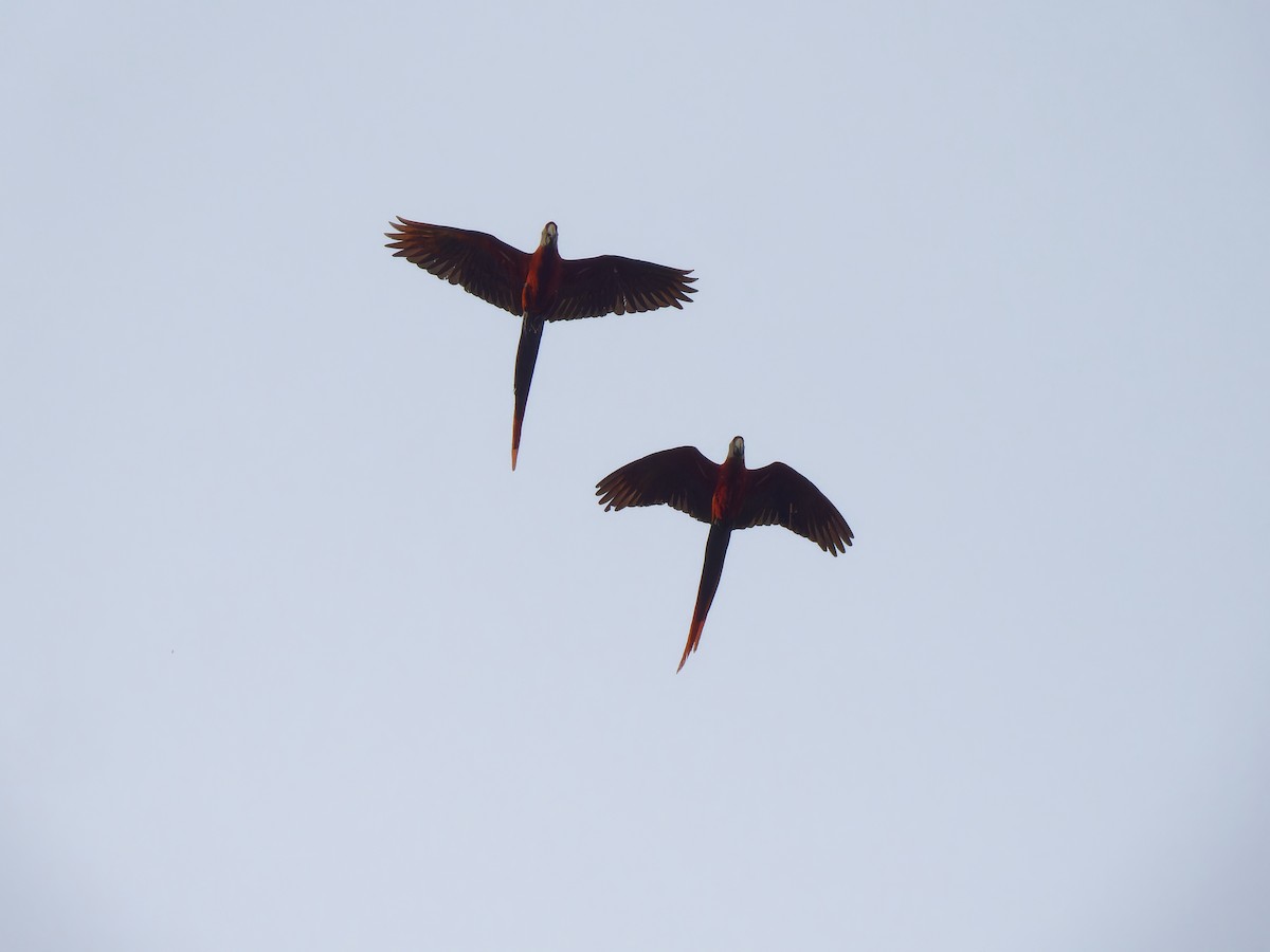 Red-and-green Macaw - ML621357648