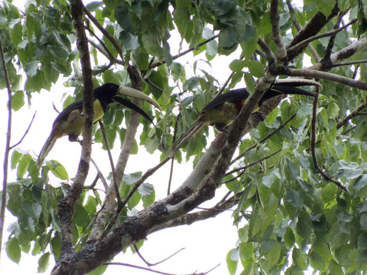 Black-necked Aracari - ML621357660