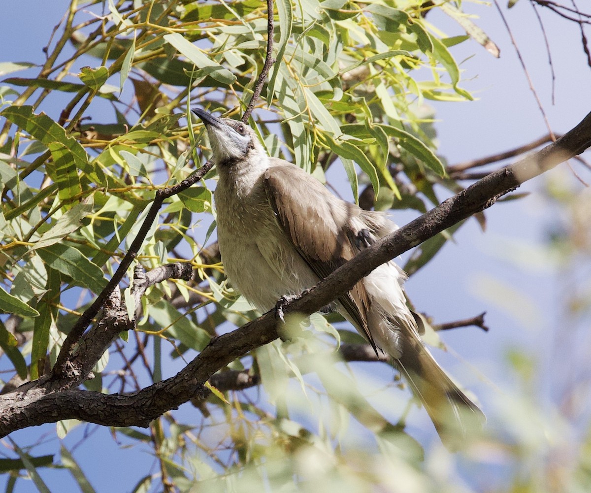 Little Friarbird - ML621357694