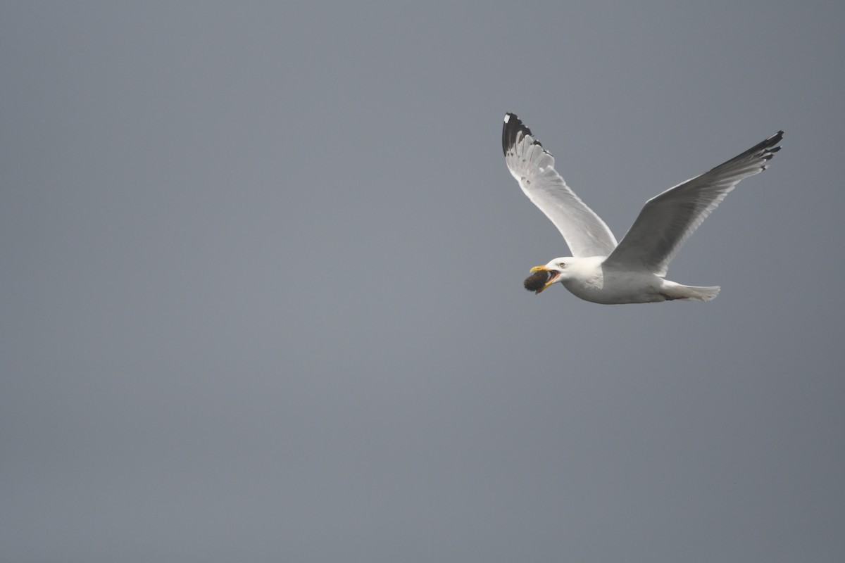 Gaviota Argéntea (americana) - ML621357697