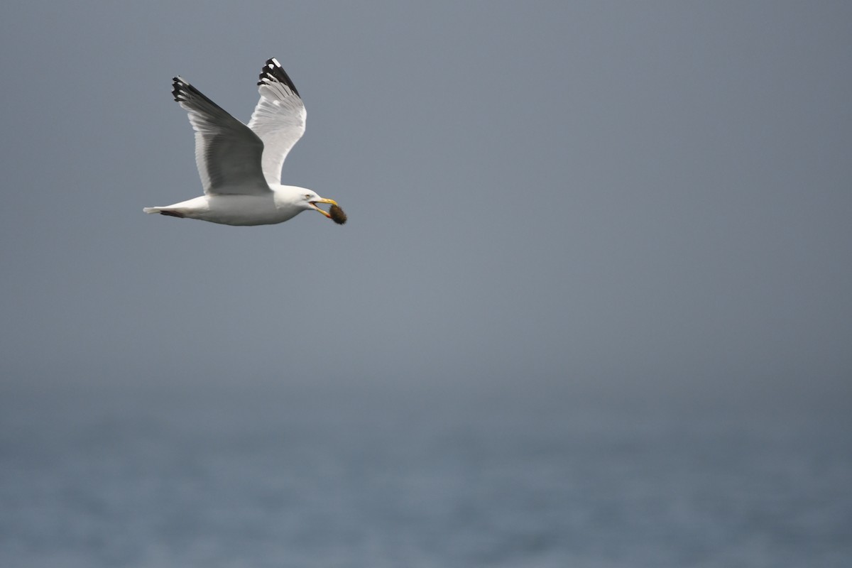 Gaviota Argéntea (americana) - ML621357698