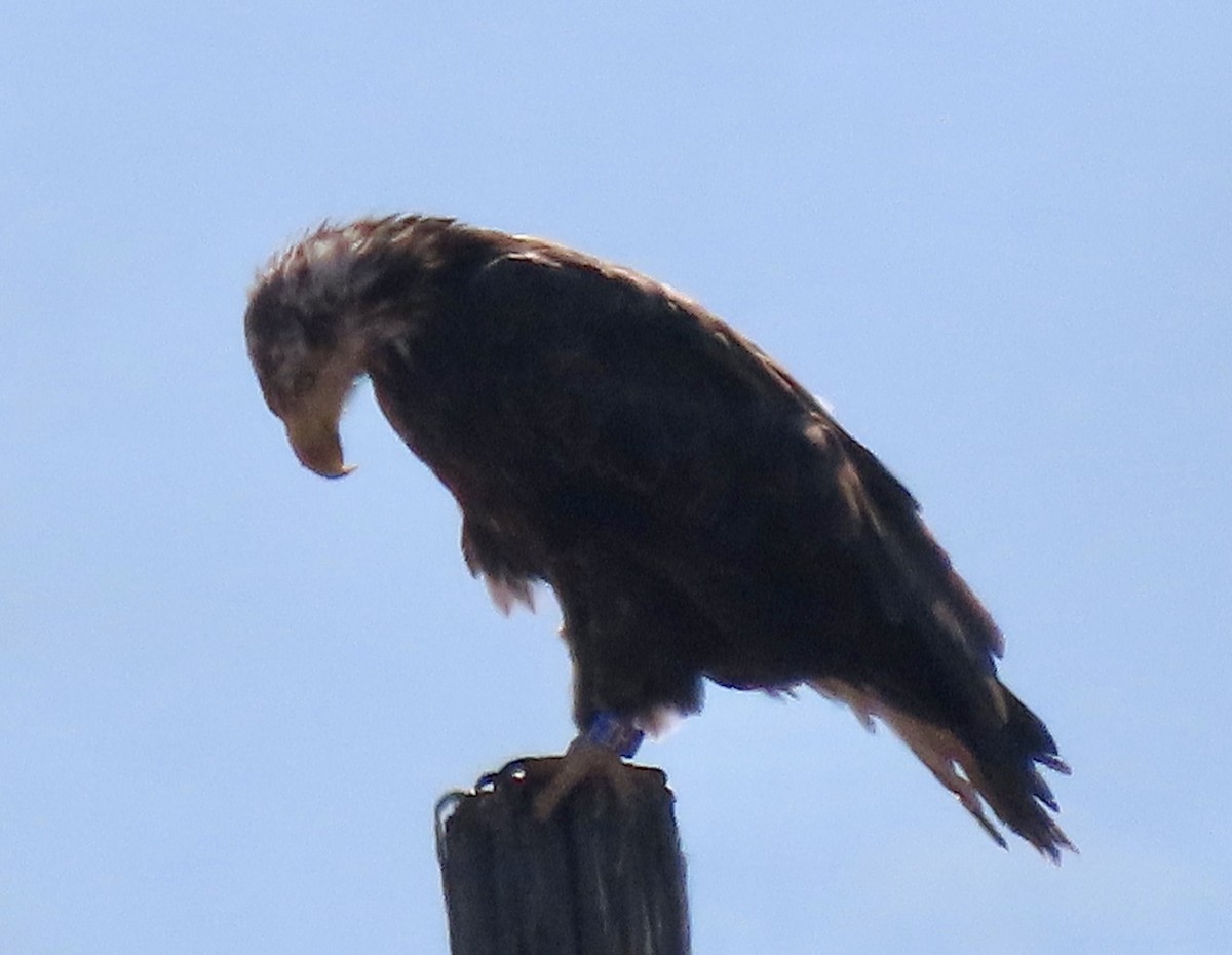 Bald Eagle - David Trissel