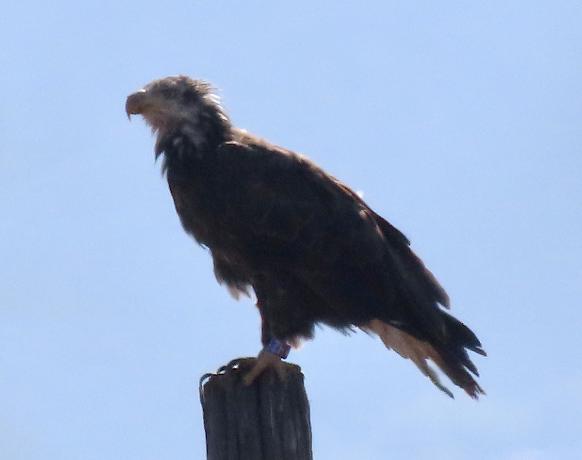 Bald Eagle - ML621357707