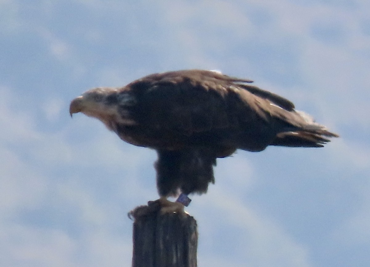 Bald Eagle - ML621357709